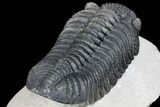 Prone Drotops Trilobite - Beautiful Specimen #146596-4